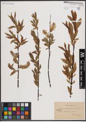 Foto von Salix daphnoides Vill.